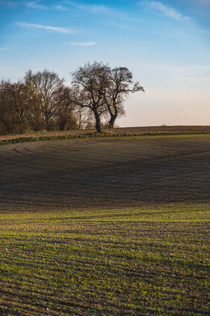 Spring landscape at sunset with fields where wheat is beginning to growの写真素材