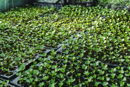 A huge number of small green seedlings of various plants growing in the greenhouseの写真素材