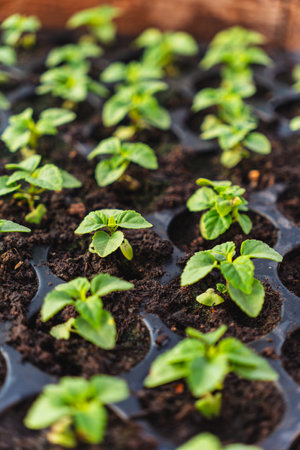 A huge number of small green seedlings of various plants growing in the greenhouseの写真素材