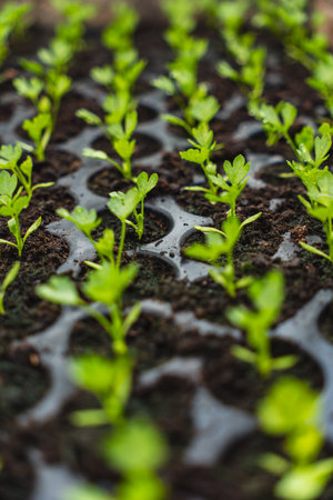 A huge number of small green seedlings of various plants growing in the greenhouseの写真素材