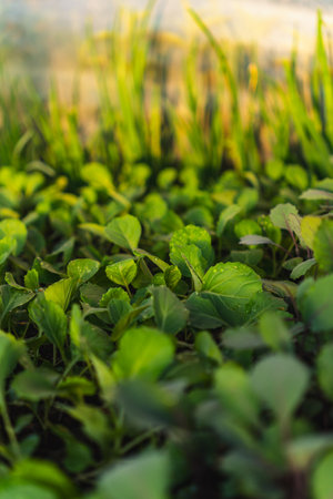 A huge number of small green seedlings of various plants growing in the greenhouseの写真素材