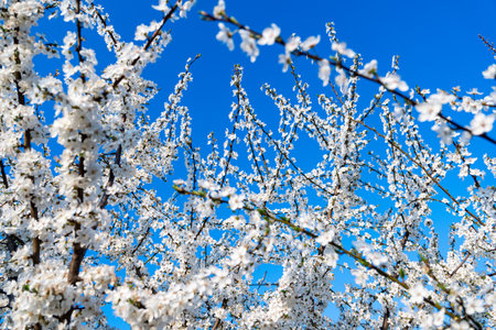 detail of white flowers blooming on tree branches during beginning of spring seasonの写真素材