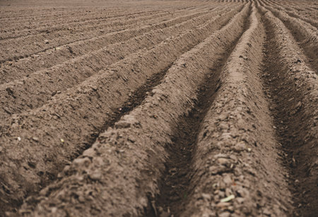 Agricultural landscape with ridges in a field where potatoes were plantedの写真素材