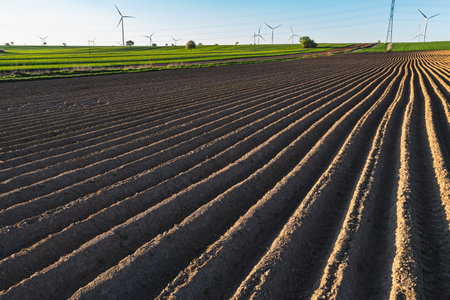 Agricultural landscape with ridges in a field where potatoes were plantedの写真素材