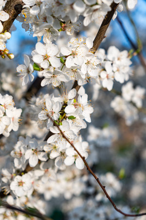 detail of white flowers blooming on tree branches during beginning of spring seasonの写真素材