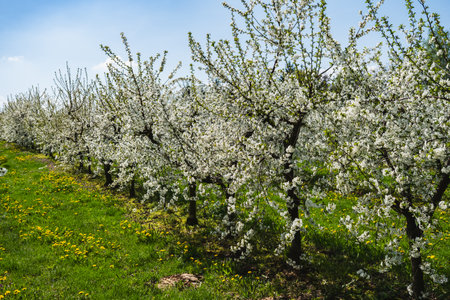Trees growing in a row in an orchard covered with white flowersの写真素材