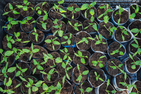 A huge number of small green seedlings of various plants growing in the greenhouseの写真素材