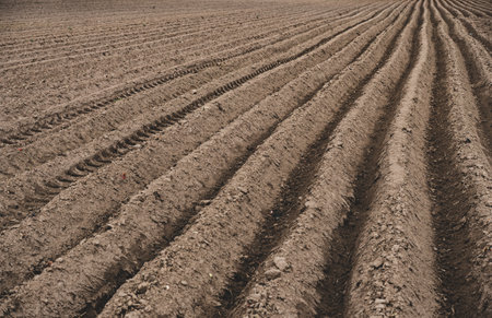 Agricultural landscape with ridges in a field where potatoes were plantedの写真素材