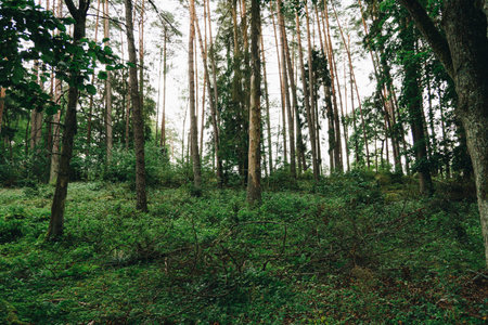 landscape with dark deciduous forest of temperate zone