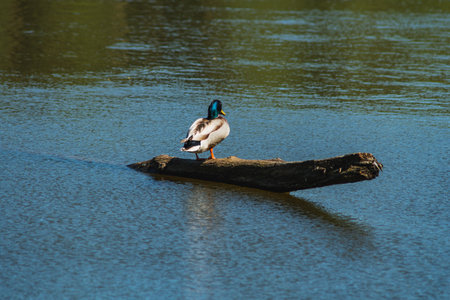male of Eurasian teal sitting on a branch by the lake waterの写真素材