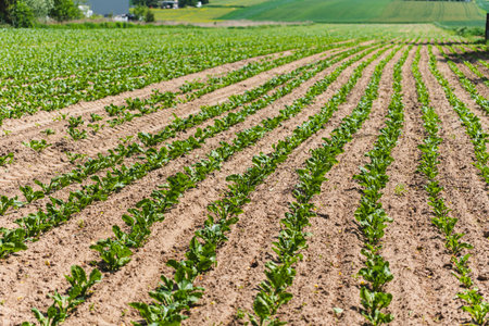 Close-up on small green plants growing in a row in a field