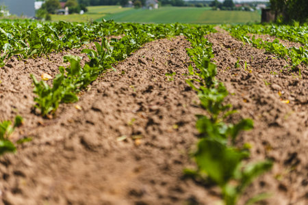 Close-up on small green plants growing in a row in a field