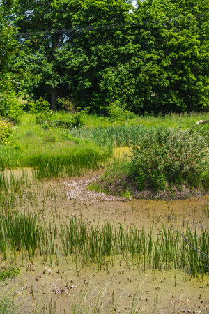 Landscape with a small pond covered with watercress