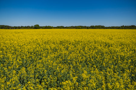 Fields of yellow rapeseed in early spring under a blue sky
