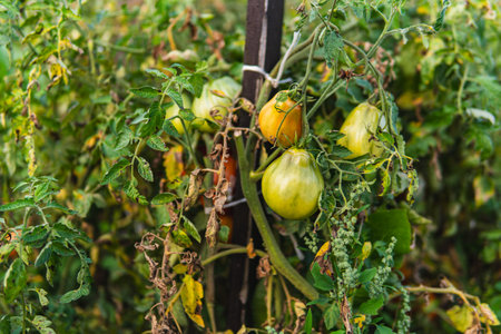 Organic tomatoes growing on bushes in late summer