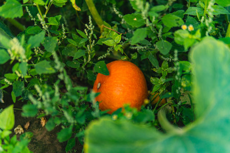A pumpkin growing in a field among leaves