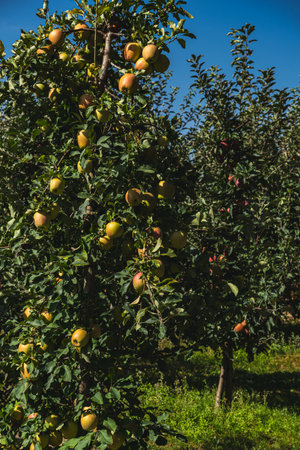 apples gradually turning red growing in an apple orchard