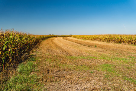 a landscape depicting empty fields after the harvest season in early autumn