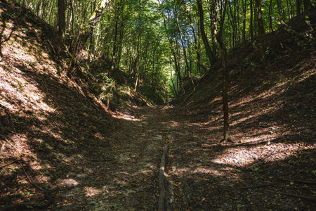 A dirt road running through a wild gully in the forest during summerの写真素材