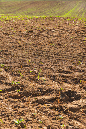 Landscape with almost empty field with small green plants starting to grow at the end of summer