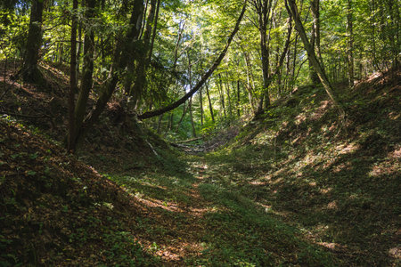 The natural landscape of loess gullies in a forest in Poland