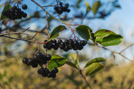 black chokeberries growing on a shrubの写真素材