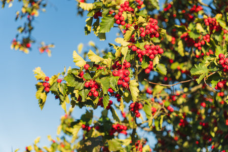 red hawthorn berries growing on a small treeの写真素材