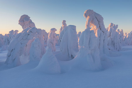 View of forest covered with snowの写真素材