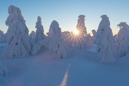 View of forest covered with snowの写真素材