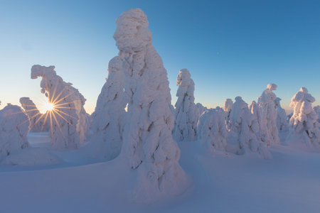 View of forest covered with snowの写真素材