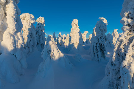 View of forest covered with snowの写真素材