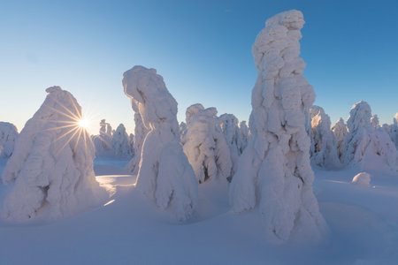 View of forest covered with snowの写真素材