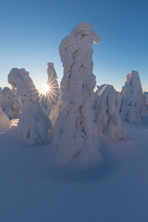 View of forest covered with snowの写真素材