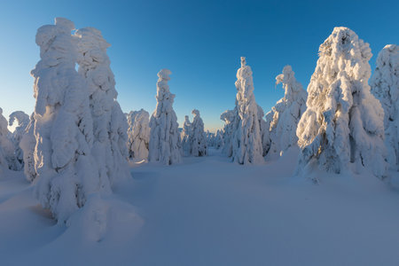 View of forest covered with snowの写真素材