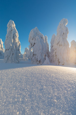 View of forest covered with snowの写真素材