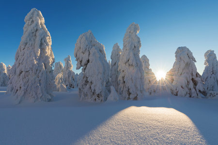 View of forest covered with snowの写真素材