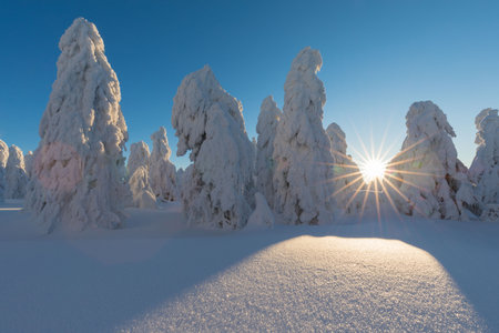 View of forest covered with snowの写真素材