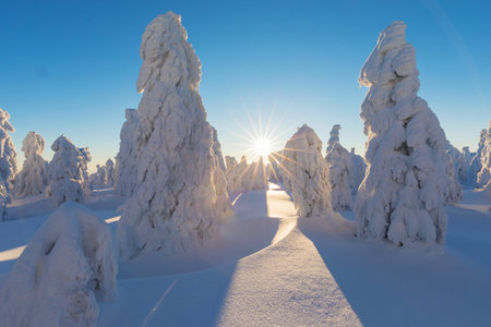 View of forest covered with snowの写真素材