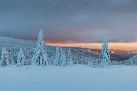 View of forest covered with snowの写真素材