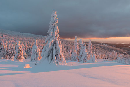 View of forest covered with snowの写真素材