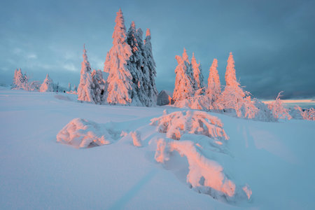 View of forest covered with snowの写真素材