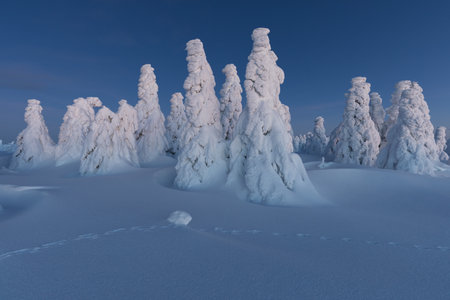 View of forest covered with snowの写真素材