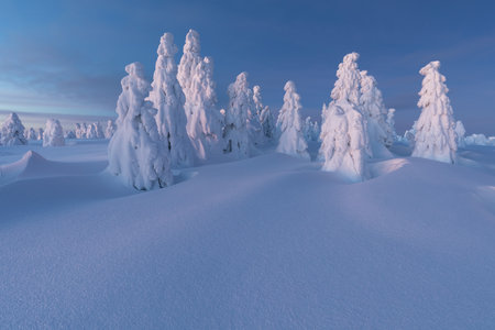View of forest covered with snowの写真素材