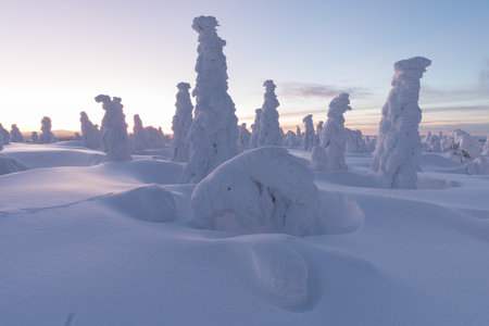 View of forest covered with snowの写真素材