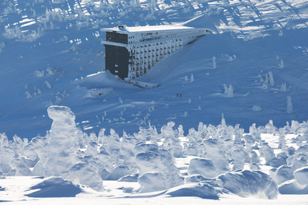 View of forest covered with snowの写真素材