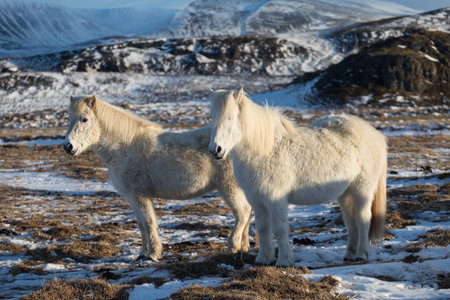 A group of Icelandic Ponies in the pasture with mountainsの写真素材