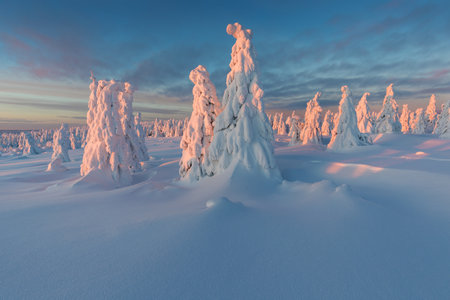 View of forest covered with snowsの写真素材