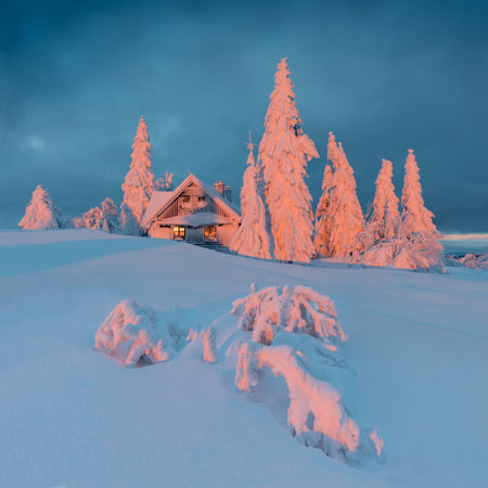 View of forest covered with snowsの写真素材