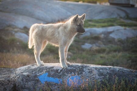 Beautiful Greenland sled dog lighted with warm summer sun. Ilulissat, Greenland. Greenland Dog puppy These breeds are quite different from the huskies.の写真素材