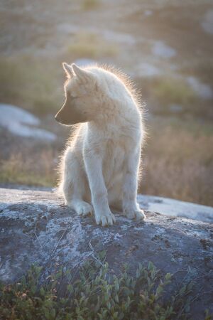 Beautiful Greenland sled dog lighted with warm summer sun. Ilulissat, Greenland. Greenland Dog puppy These breeds are quite different from the huskies.の写真素材